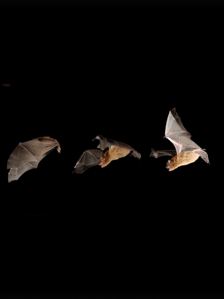bats in flight